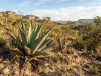 Como Plantas Sobrevivem Meses sem Água — Xerofilia
