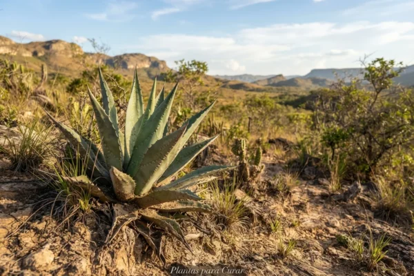 Como Plantas Sobrevivem Meses sem Água — Xerofilia