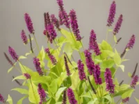 Persicária com flores roxas e folhas verdes em um fundo simples.