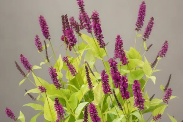 Persicária com flores roxas e folhas verdes em um fundo simples.