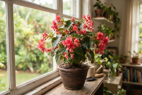 O Truque Caseiro para Begônia Florir em Casa