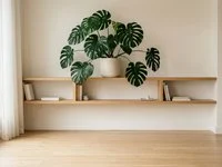 Planta de folhas grandes, recortadas e brilhantes em prateleira alta de sala clara, longe do chão