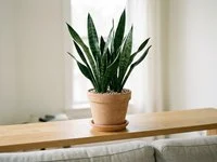 Vaso de barro com planta de folhas rígidas, verticais e listradas sobre prateleira alta em sala clara