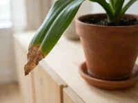 Folha verde de planta de interior com a ponta marrom e seca, em vaso de barro sobre aparador perto de uma janela