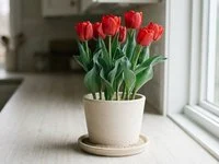 Vaso de cerâmica lisa com tulipas vermelhas em forma de taça sobre bancada clara, perto de janela