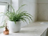 Vaso branco de cerâmica com samambaia de folhas arqueadas sobre bancada de banheiro, ao lado de janela com luz suave