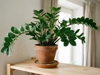 Vaso de barro com planta de folhas compostas verde-escuras e brilhantes sobre prateleira alta de madeira clara em sala